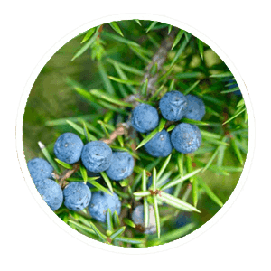 juniper berries